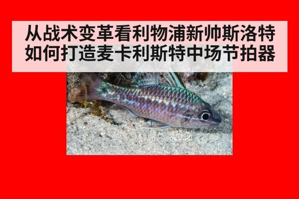 从战术变革看利物浦新帅斯洛特如何打造麦卡利斯特中场节拍器